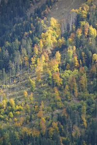 Preview wallpaper slope, forest, trees, nature, autumn, aerial view