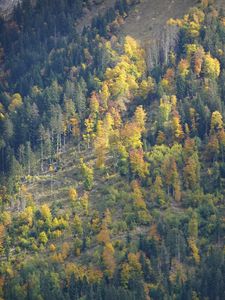 Preview wallpaper slope, forest, trees, nature, autumn, aerial view