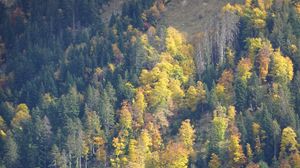 Preview wallpaper slope, forest, trees, nature, autumn, aerial view