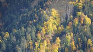 Preview wallpaper slope, forest, trees, nature, autumn, aerial view