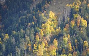 Preview wallpaper slope, forest, trees, nature, autumn, aerial view