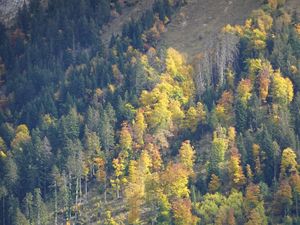 Preview wallpaper slope, forest, trees, nature, autumn, aerial view