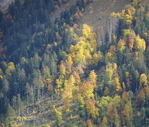 Preview wallpaper slope, forest, trees, nature, autumn, aerial view