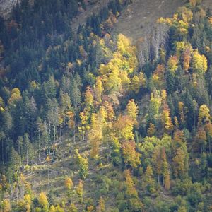 Preview wallpaper slope, forest, trees, nature, autumn, aerial view