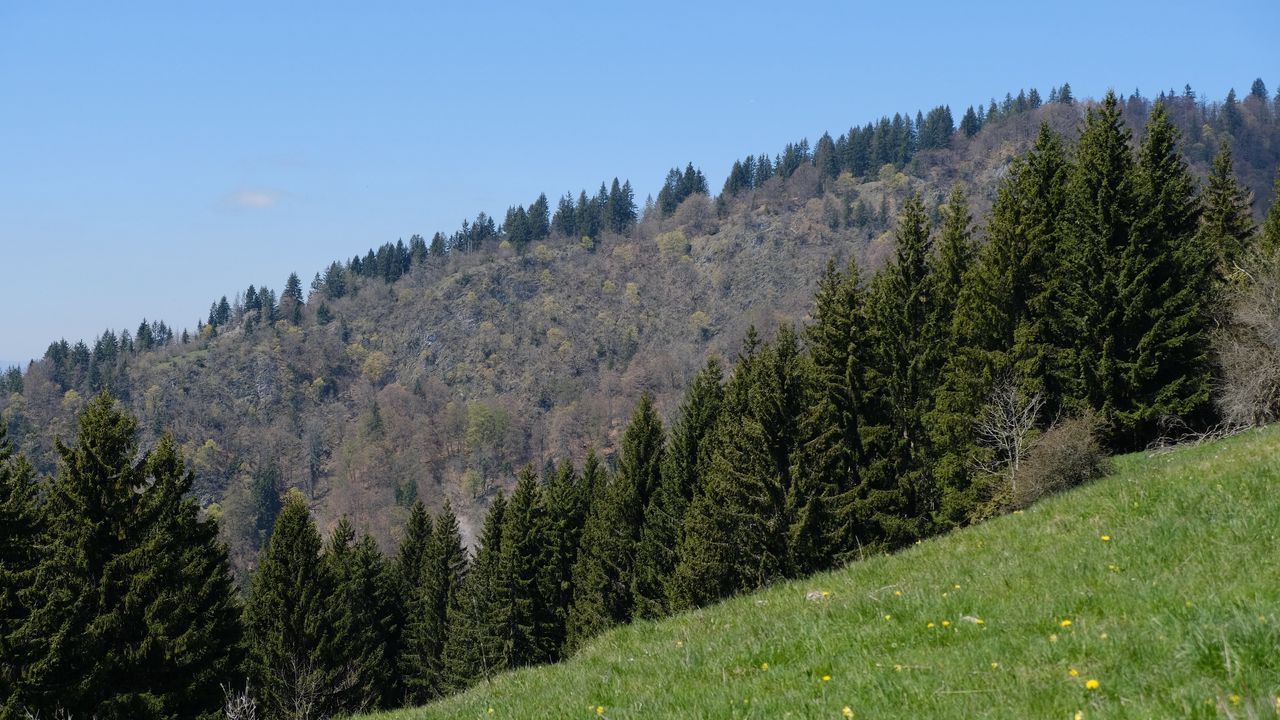 Wallpaper slope, forest, trees, grass, summer, nature