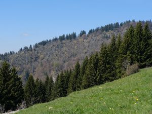 Preview wallpaper slope, forest, trees, grass, summer, nature