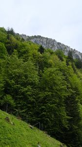 Preview wallpaper slope, grass, trees, landscape, nature