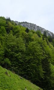 Preview wallpaper slope, grass, trees, landscape, nature