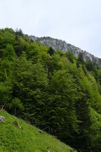 Preview wallpaper slope, grass, trees, landscape, nature