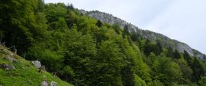 Preview wallpaper slope, grass, trees, landscape, nature