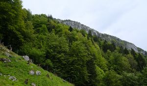 Preview wallpaper slope, grass, trees, landscape, nature