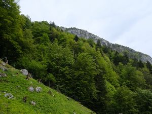 Preview wallpaper slope, grass, trees, landscape, nature