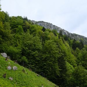 Preview wallpaper slope, grass, trees, landscape, nature