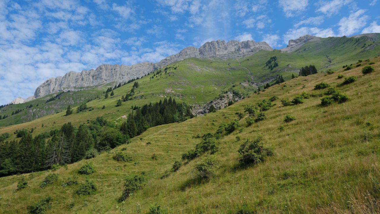 Wallpaper slope, grass, trees, mountains, nature