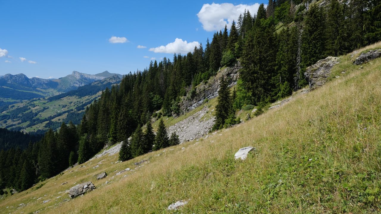 Wallpaper slope, hills, trees, grass, nature