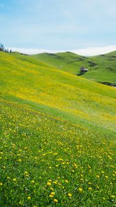 Preview wallpaper slope, lawn, flowers, grass, summer