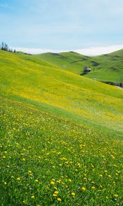 Preview wallpaper slope, lawn, flowers, grass, summer