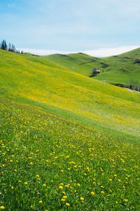 Preview wallpaper slope, lawn, flowers, grass, summer