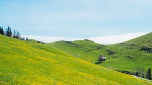 Preview wallpaper slope, lawn, flowers, grass, summer