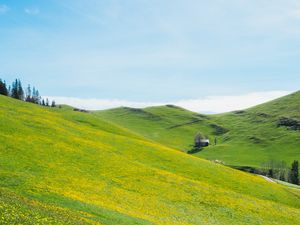 Preview wallpaper slope, lawn, flowers, grass, summer