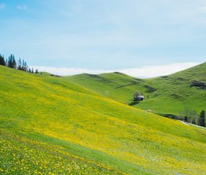 Preview wallpaper slope, lawn, flowers, grass, summer