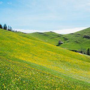 Preview wallpaper slope, lawn, flowers, grass, summer