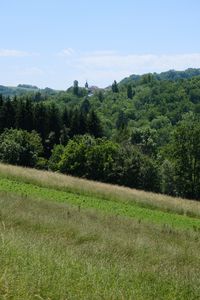 Preview wallpaper slope, meadow, grass, trees, nature