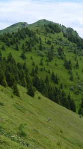 Preview wallpaper slope, mountain, trees, grass, nature