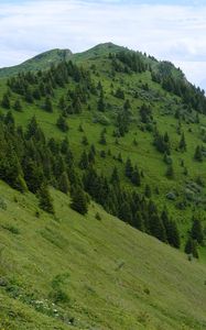 Preview wallpaper slope, mountain, trees, grass, nature