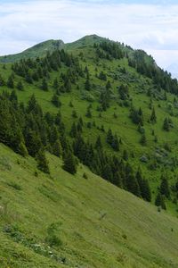 Preview wallpaper slope, mountain, trees, grass, nature