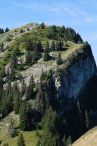 Preview wallpaper slope, mountain, trees, landscape, nature