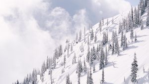 Preview wallpaper slope, mountain, trees, winter, snow