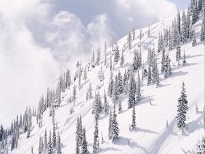 Preview wallpaper slope, mountain, trees, winter, snow