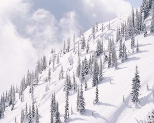 Preview wallpaper slope, mountain, trees, winter, snow