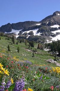 Preview wallpaper slope, mountains, meadow, flowers, snow, top