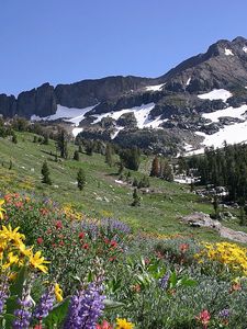 Preview wallpaper slope, mountains, meadow, flowers, snow, top