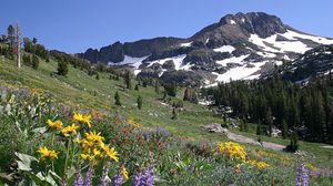 Preview wallpaper slope, mountains, meadow, flowers, snow, top