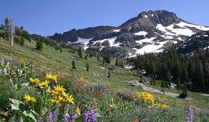 Preview wallpaper slope, mountains, meadow, flowers, snow, top