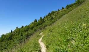 Preview wallpaper slope, path, trees, bushes, grass, green