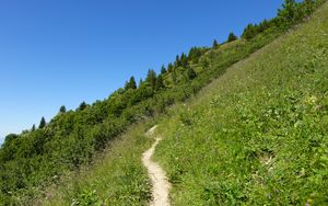 Preview wallpaper slope, path, trees, bushes, grass, green