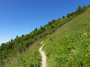 Preview wallpaper slope, path, trees, bushes, grass, green