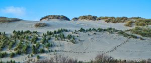 Preview wallpaper slope, sands, bushes, grass, nature