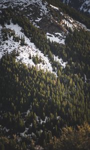 Preview wallpaper slope, spruce, trees, snow, snowy