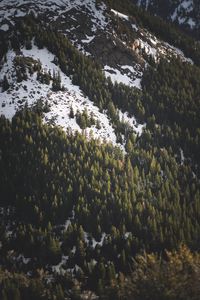 Preview wallpaper slope, spruce, trees, snow, snowy