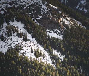 Preview wallpaper slope, spruce, trees, snow, snowy