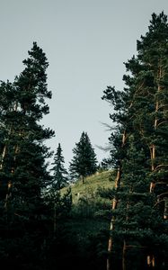 Preview wallpaper slope, spruce, trees, forest, nature
