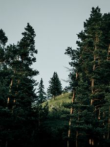 Preview wallpaper slope, spruce, trees, forest, nature