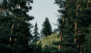 Preview wallpaper slope, spruce, trees, forest, nature