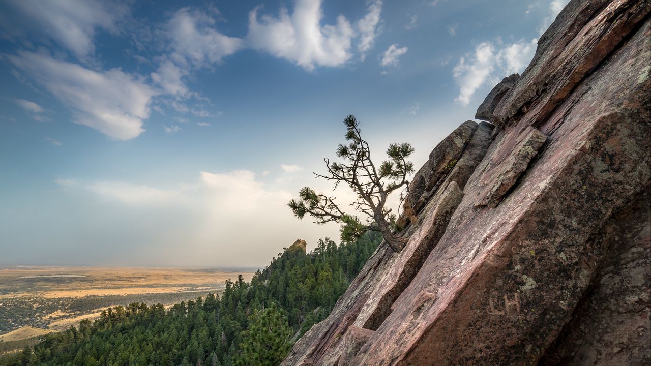 Wallpaper slope, tree, forest, horizon