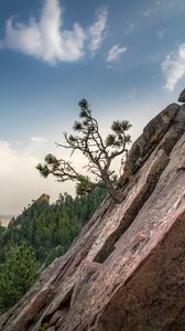 Preview wallpaper slope, tree, forest, horizon